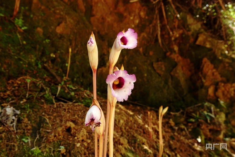 分宜：發(fā)現(xiàn)罕見植物野菰